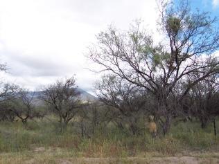 0 East Bell Road Benson, AZ 85602 - Photo 2 of 5