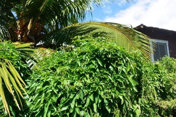 3424 A Poipu Road Koloa, HI 96756 - Photo 11 of 11 a backyard of a house with lots of green space