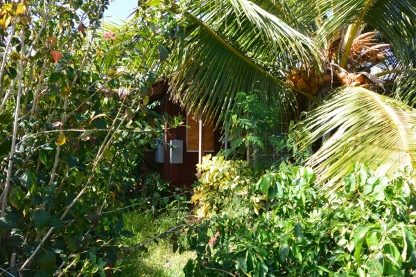 3424 A Poipu Road Koloa, HI 96756 - Photo 7 of 11 a plant view