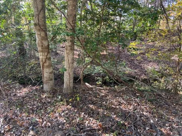 a view of a forest with plants and trees