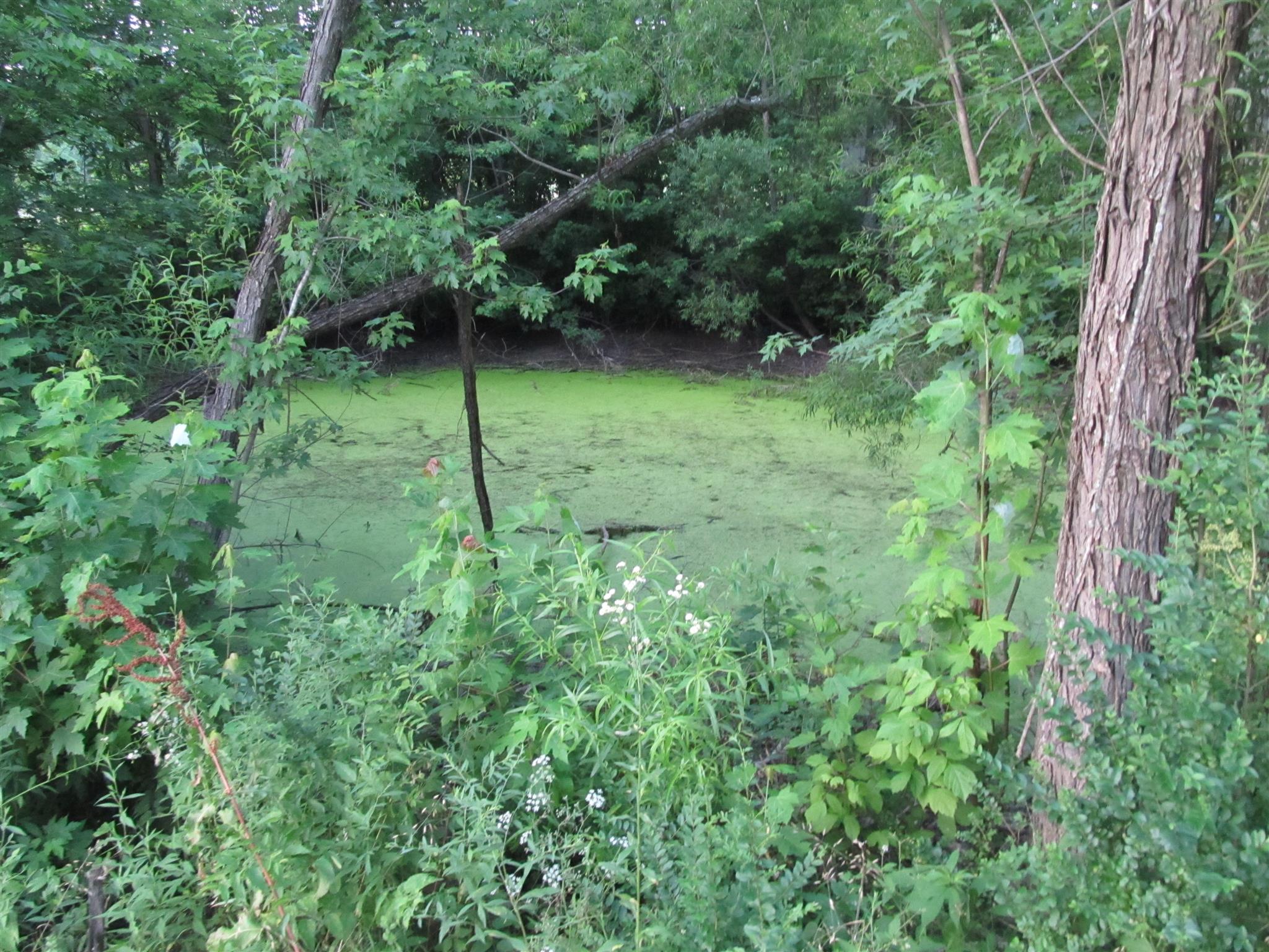 269 South Commerce Road Watertown, TN 37184 - Photo 21 of 23 a view of a lush green forest