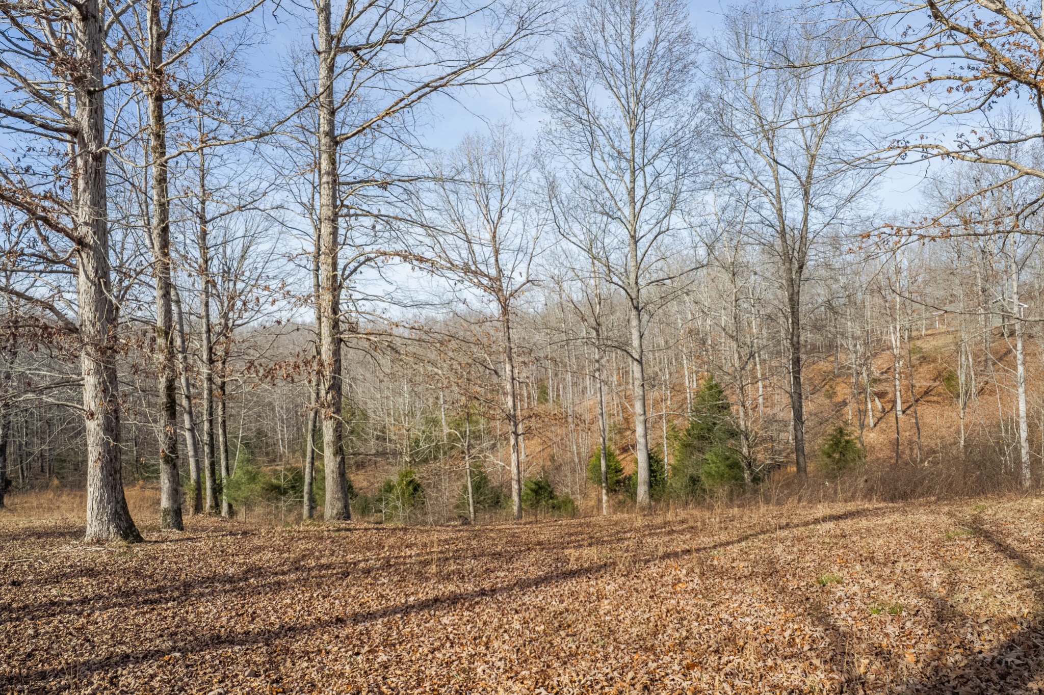 104 Zimmerman Road Hampshire, TN 38461 - Photo 54 of 73 a view of a backyard of the house