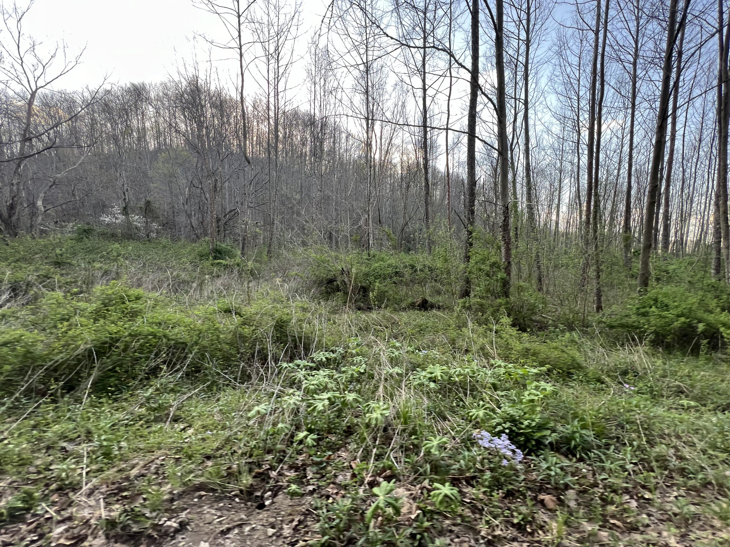 2000 Tbd Stamper Branch Campton, KY 41301 - Photo 46 of 47 Photo Apr 15, 6 52 37 PM