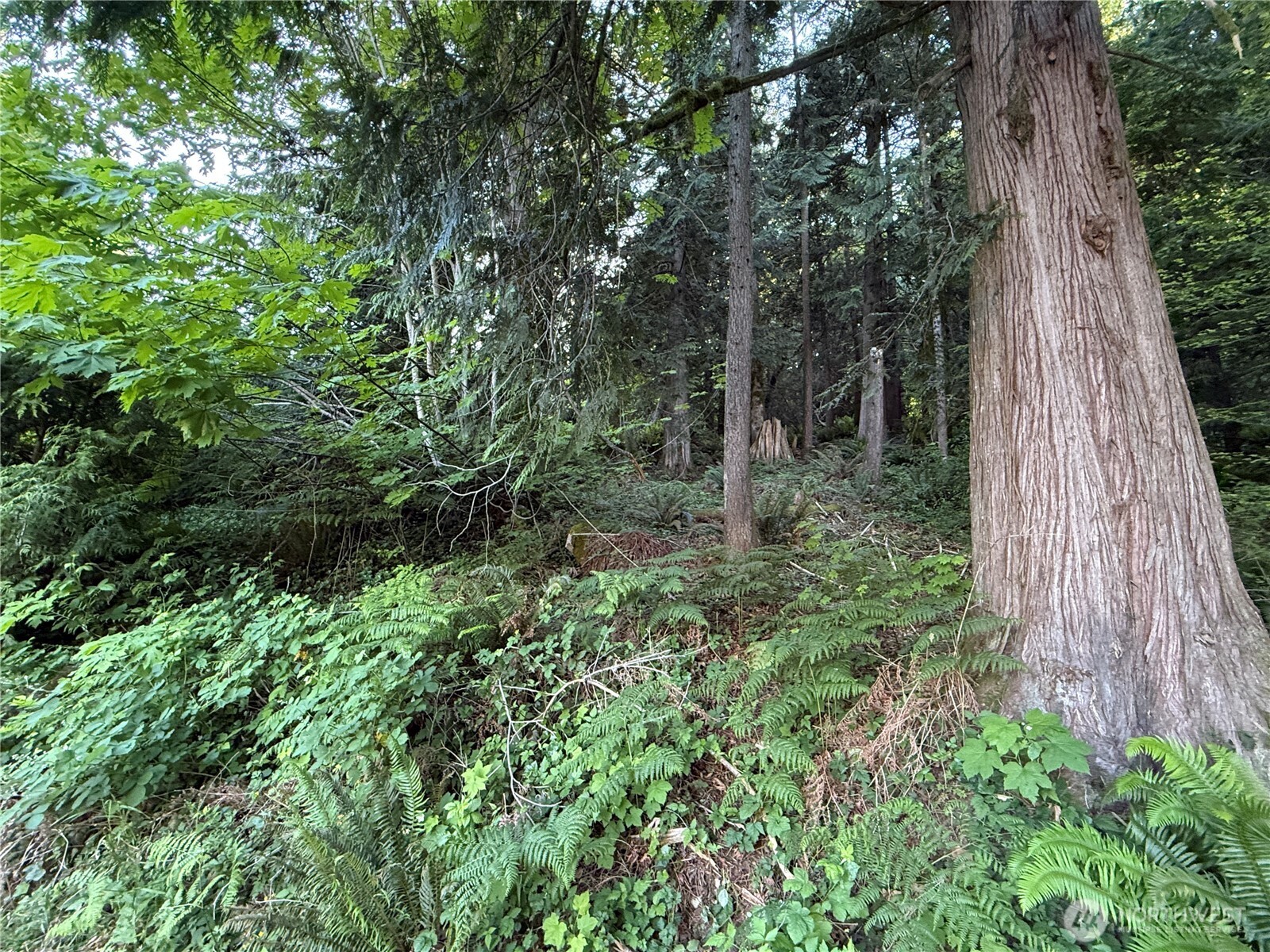 0 West Road Sedro-Woolley, WA 98284 - Photo 4 of 7