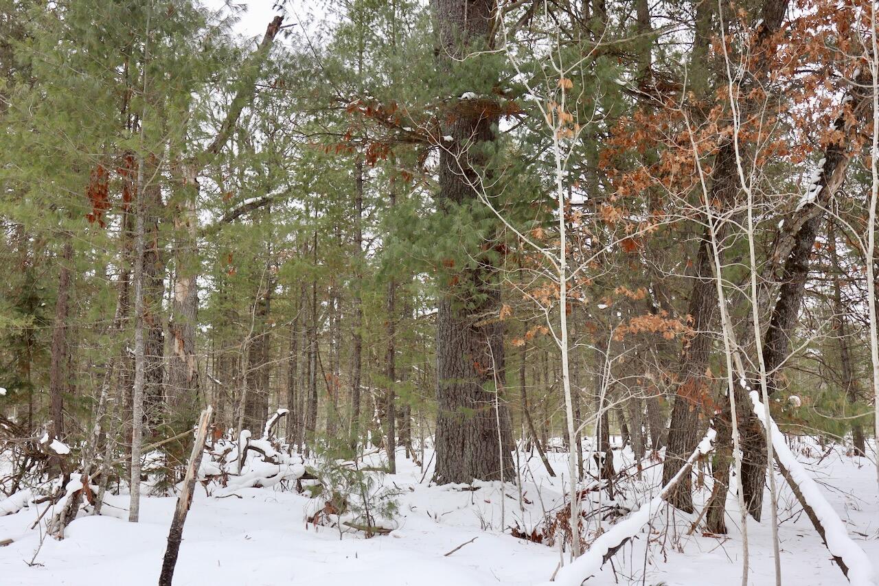 4440 Cherry Creek Road Lewiston, MI 49756 - Photo 41 of 58 IMG_1802