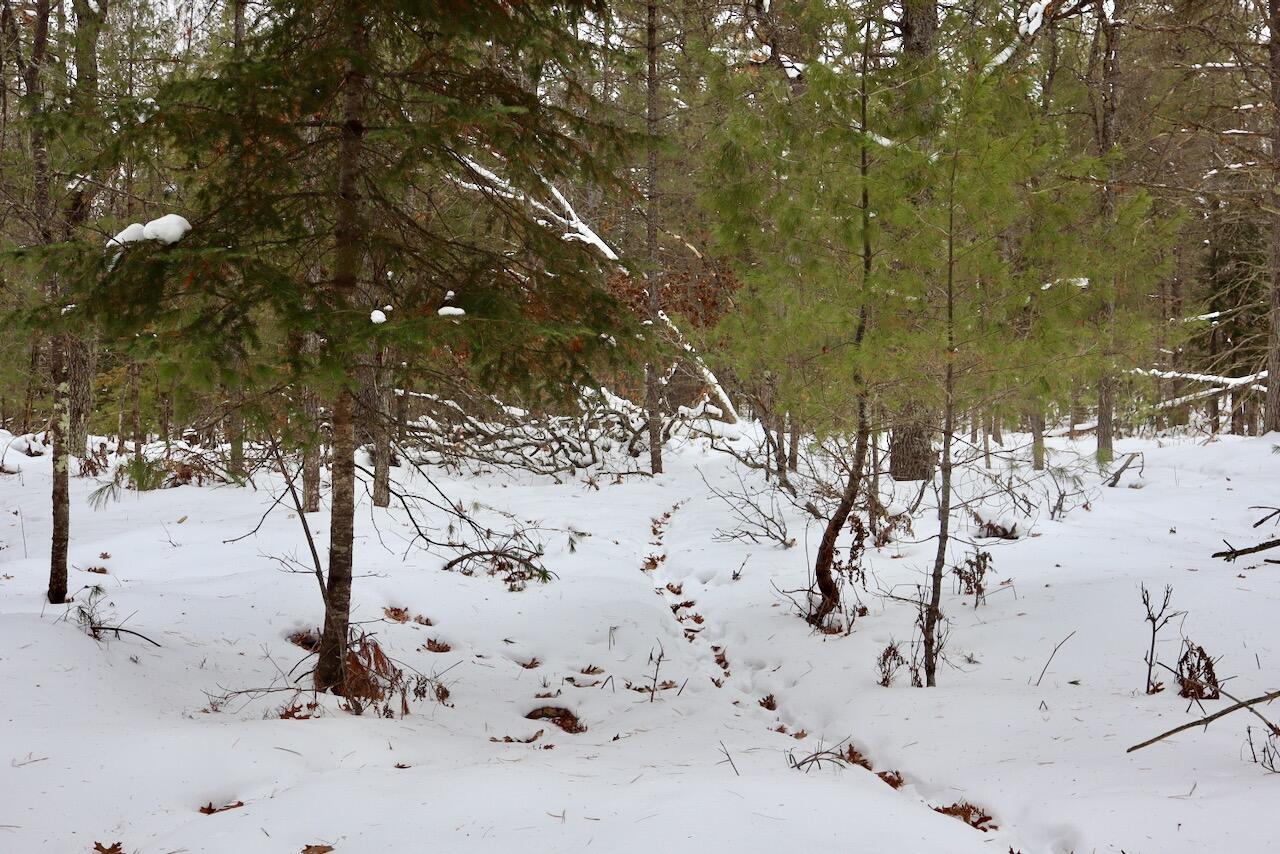 4440 Cherry Creek Road Lewiston, MI 49756 - Photo 42 of 58 IMG_1803