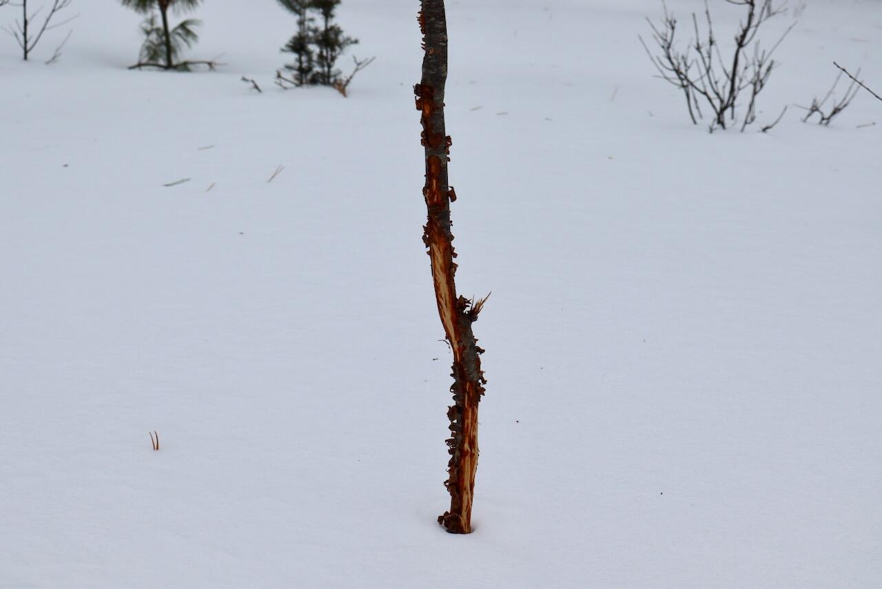 4440 Cherry Creek Road Lewiston, MI 49756 - Photo 47 of 58 IMG_1808