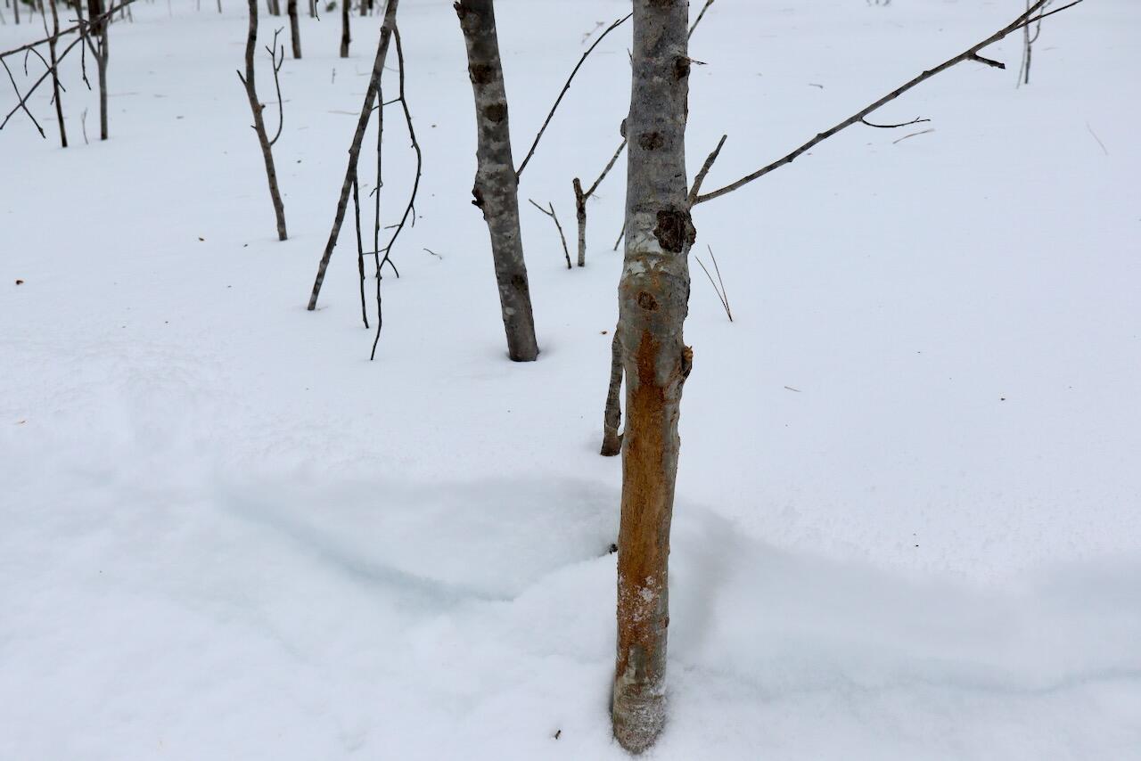 4440 Cherry Creek Road Lewiston, MI 49756 - Photo 7 of 58 007