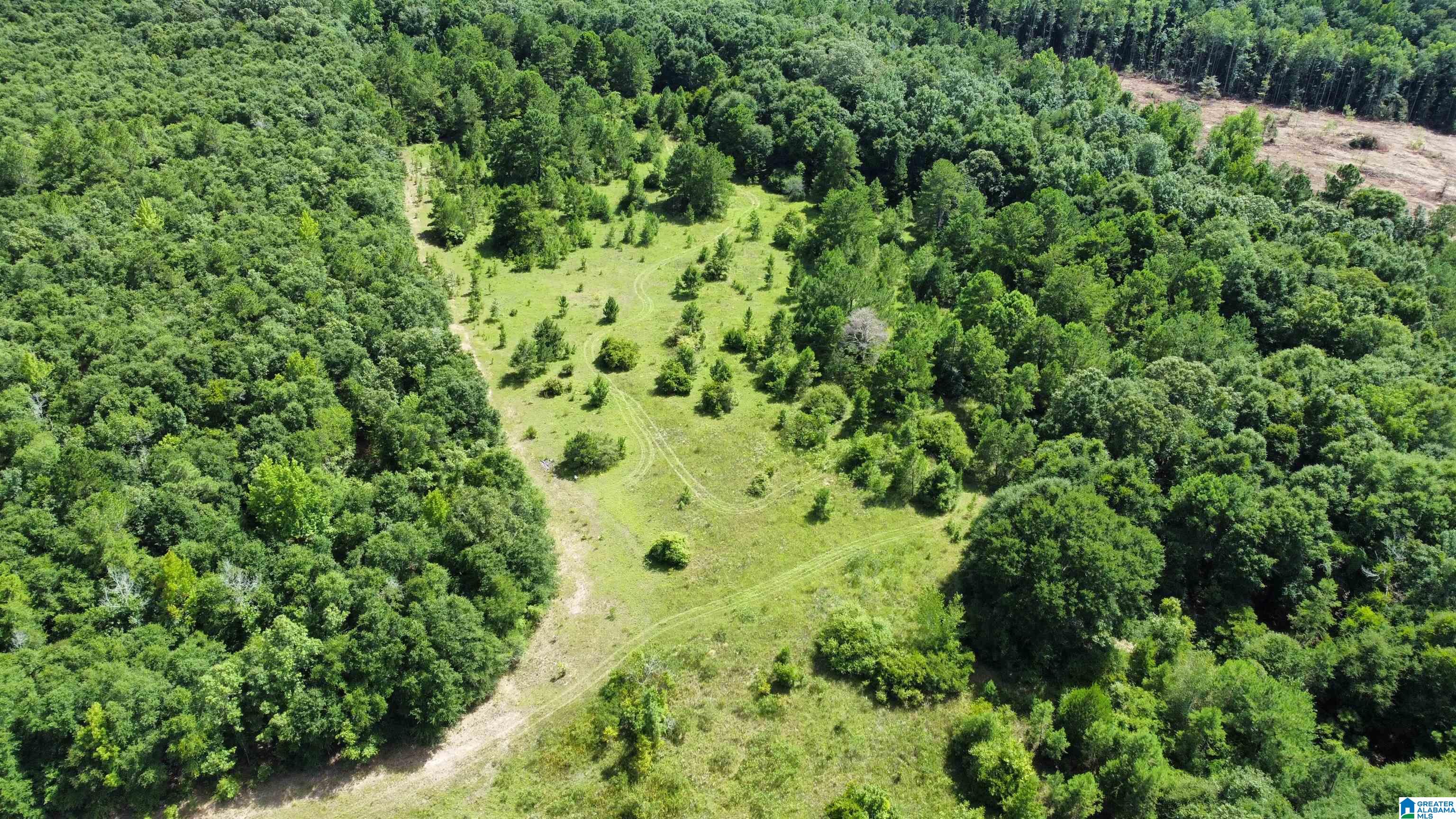 0 County Road 65 Abbeville, AL 36310 - Photo 8 of 24