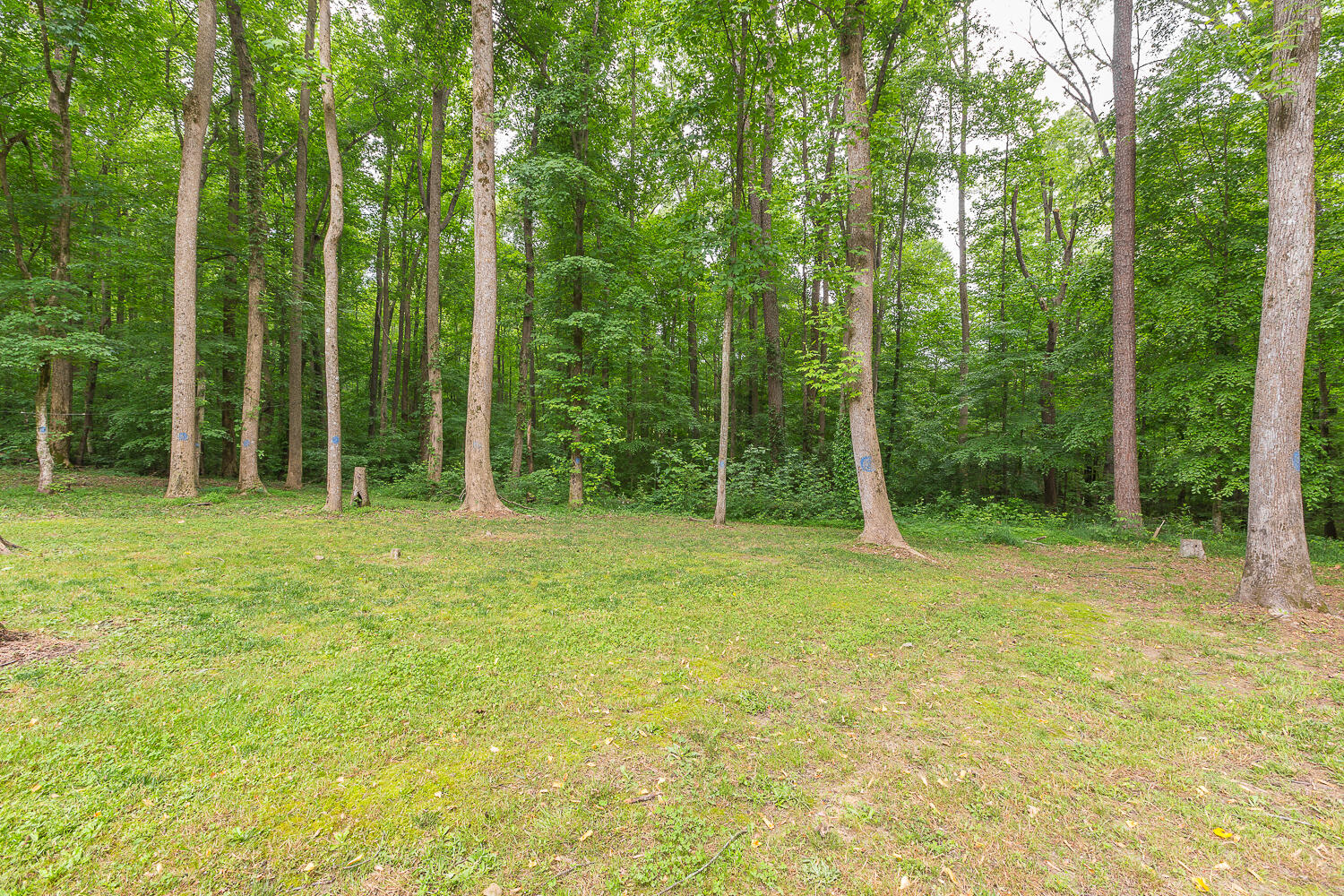 122 Bigham Road Trion, GA 30753 - Photo 11 of 49 122 Bigham Road HD_-10