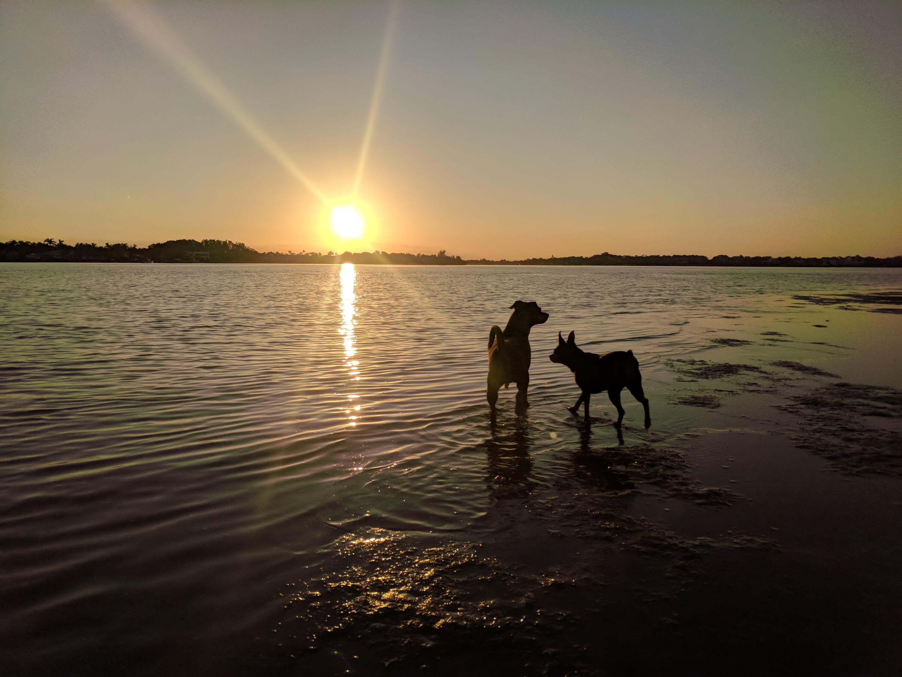 6375 Riverwalk Lane, Unit 4 Jupiter, FL 33458 - Photo 37 of 37 Dogs Sandbar Sunset