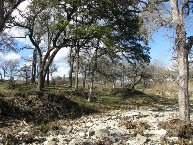 a view of a trees in a yard