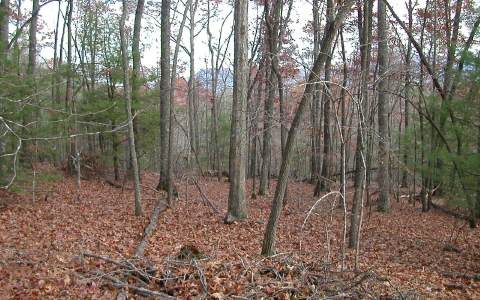 7.15 Hidden Acres Road Gainesville, GA 30506 - Photo 1 of 1 Main View