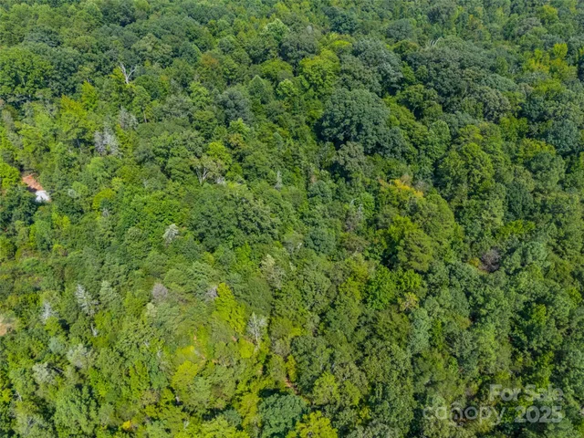 a view of a lush green forest with a tree