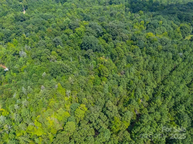 a view of a lush green forest