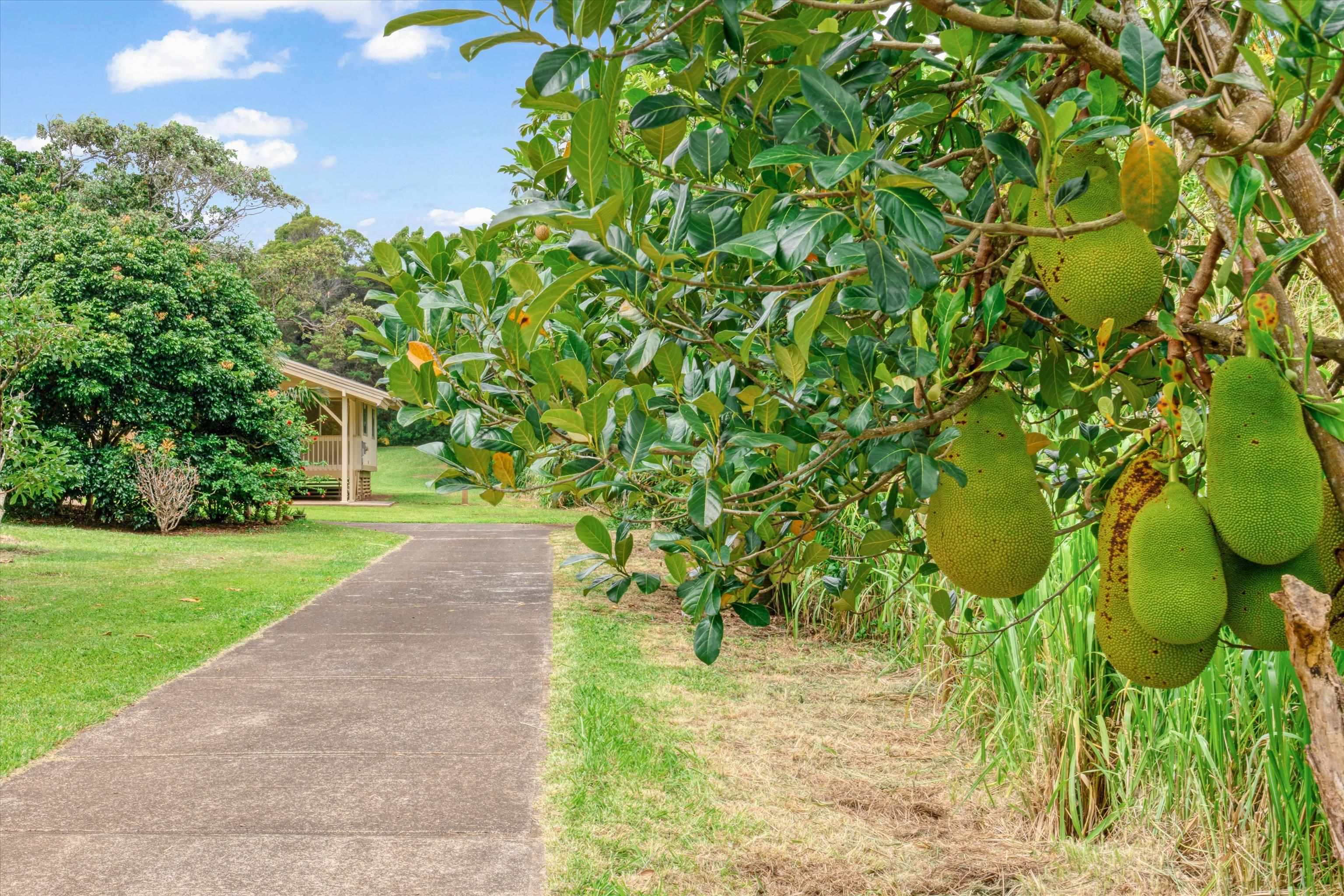 1784 West Kuiaha Road Haiku, HI 96708 - Photo 2 of 27 a view of a yard