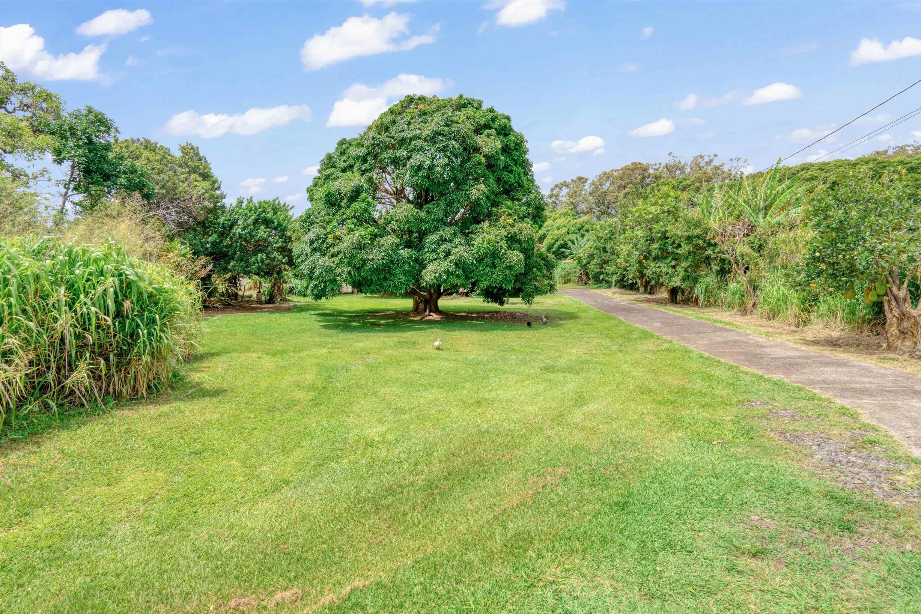 1784 West Kuiaha Road Haiku, HI 96708 - Photo 3 of 27 a view of grassy field with trees