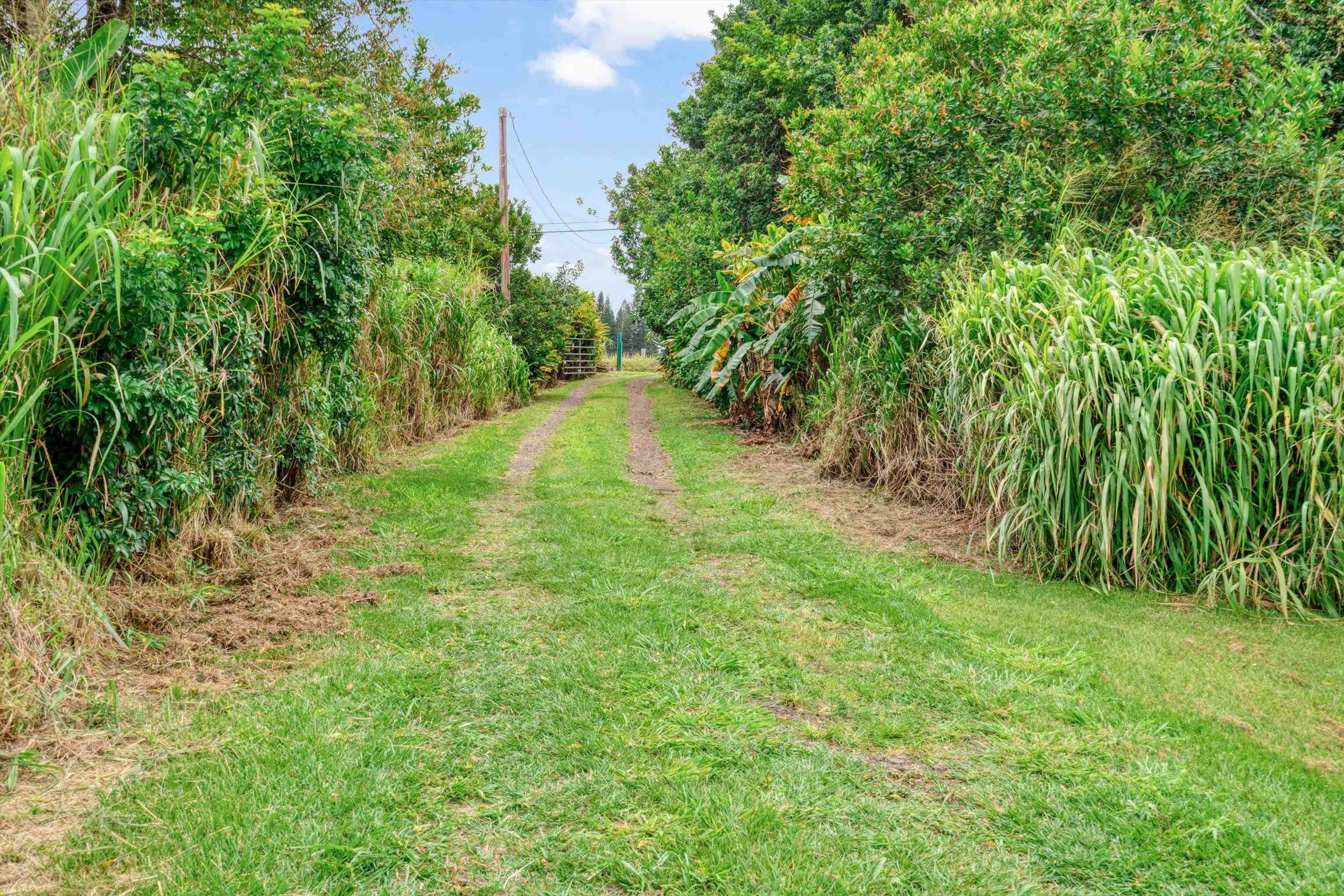 1784 West Kuiaha Road Haiku, HI 96708 - Photo 5 of 27 a view of yard with green space