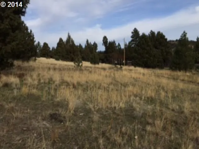 a view of a dry yard with trees