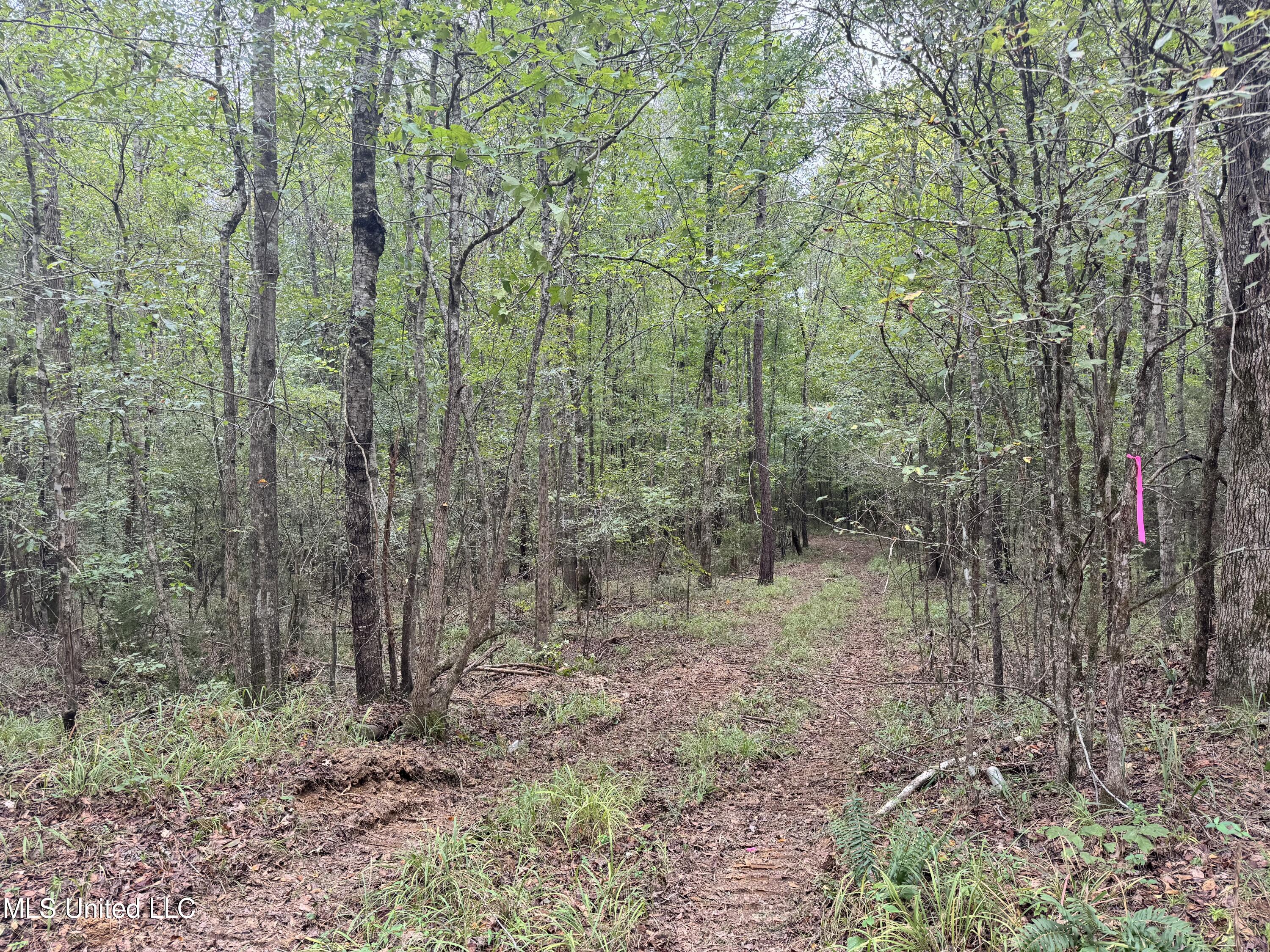 Ben Chapman Road Mendenhall, MS 39114 - Photo 12 of 14 IMG_3238