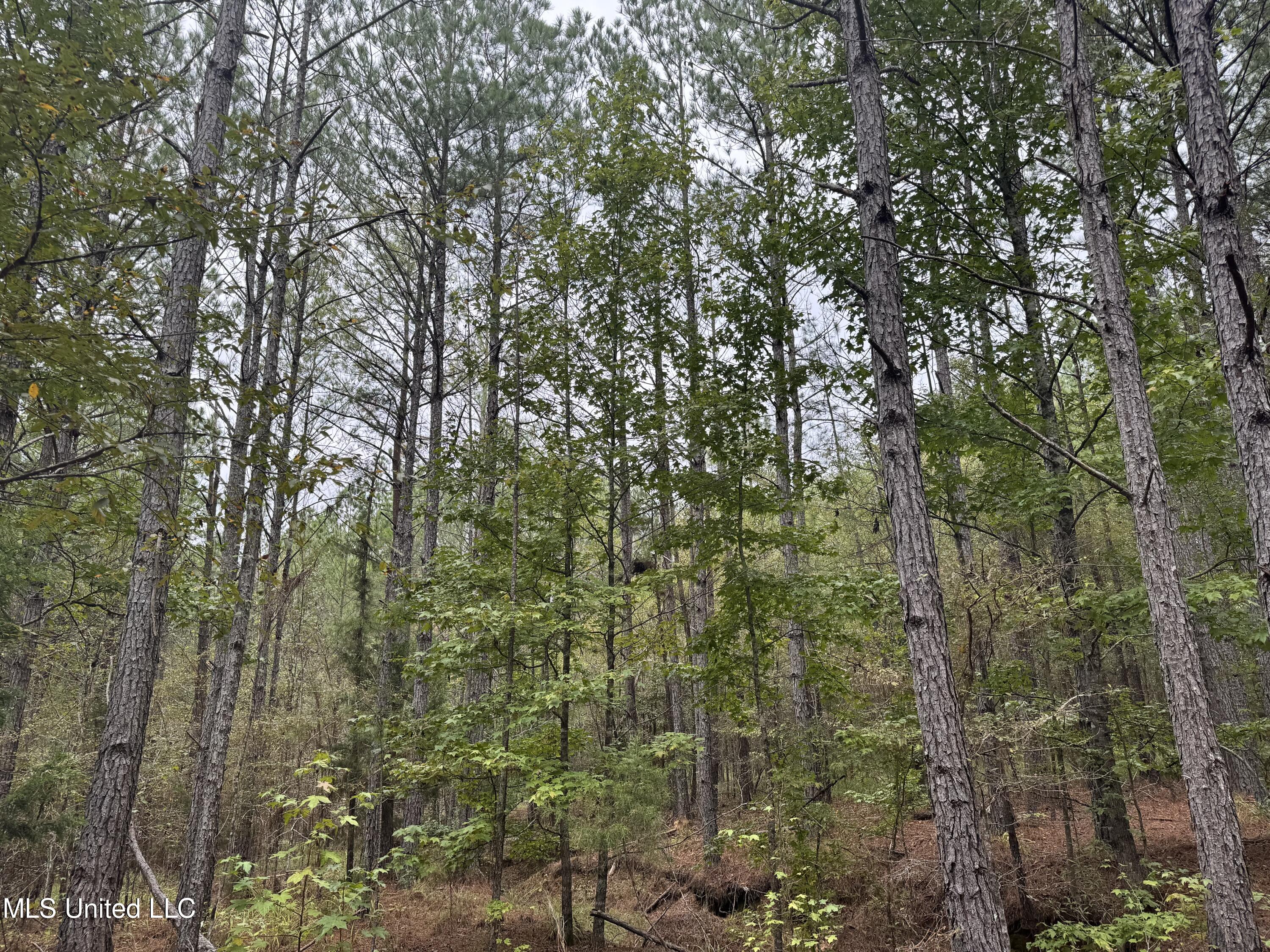 Ben Chapman Road Mendenhall, MS 39114 - Photo 7 of 14 IMG_3233
