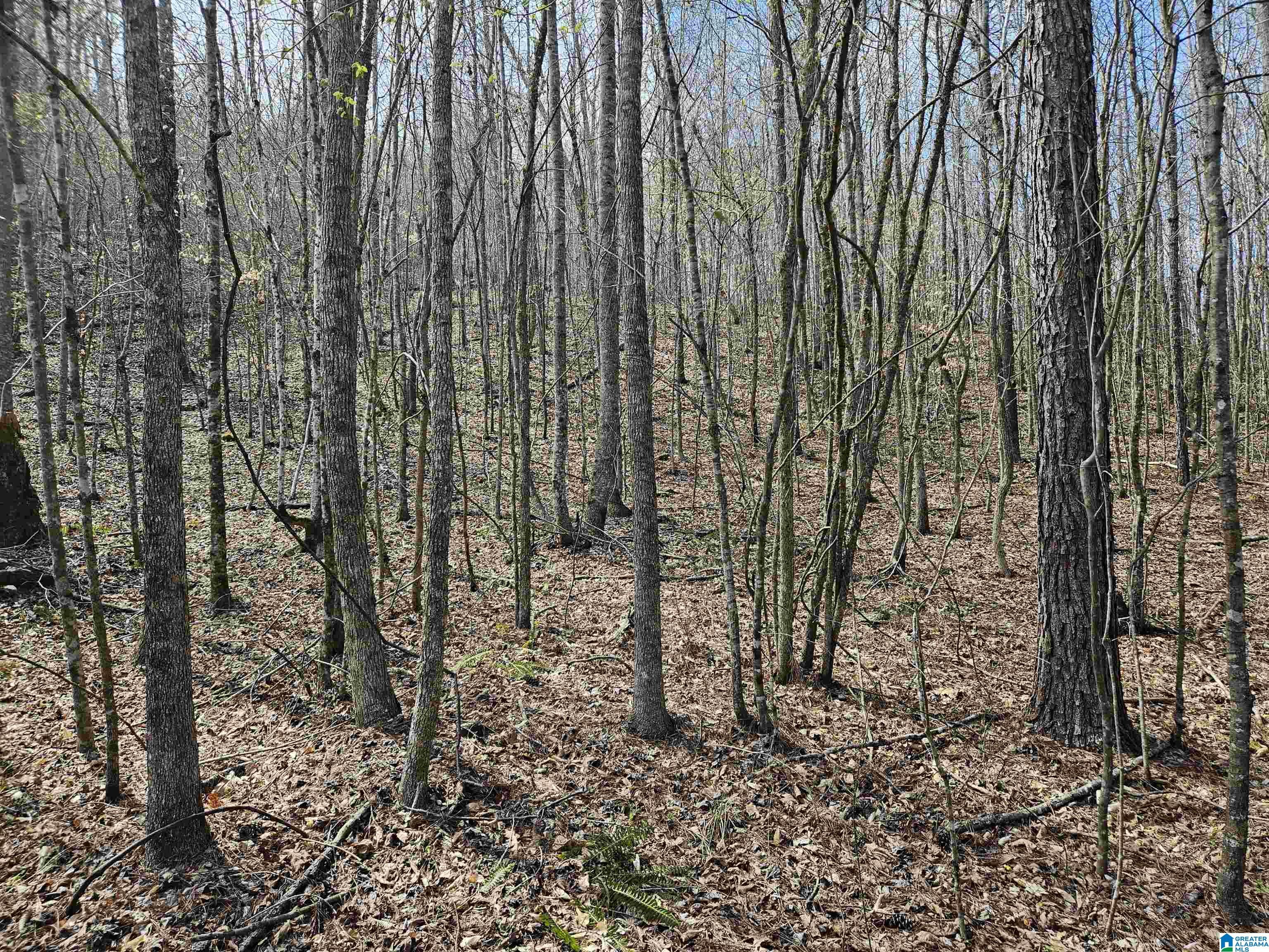 0 Shoal Creek Road Ragland, AL 35131 - Photo 14 of 22 Gallery Image 14