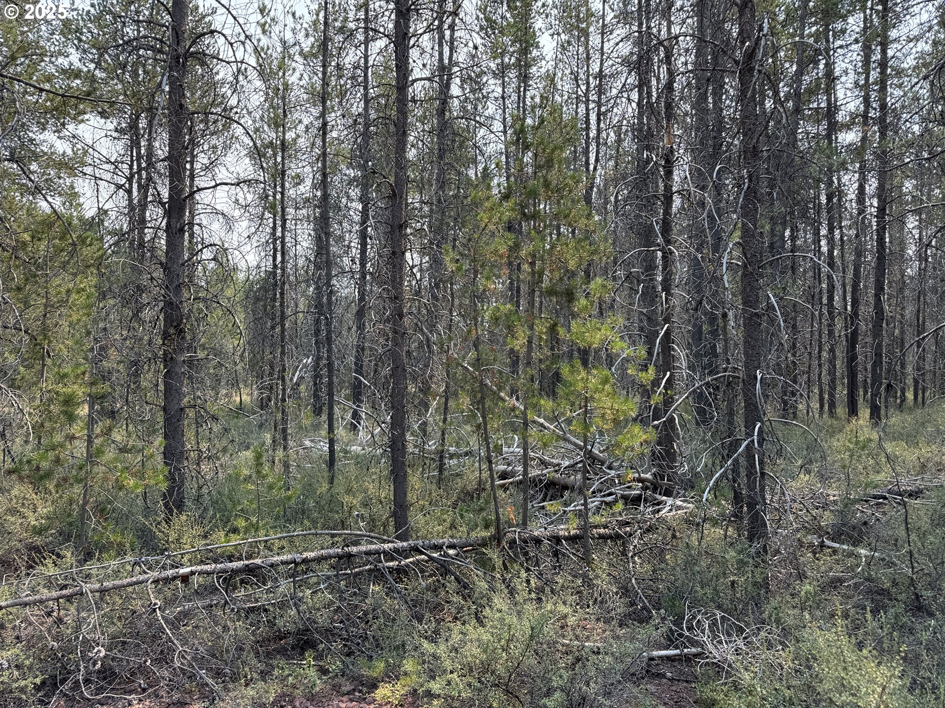 Cloudcap Drive, Unit 1 Chiloquin, OR 97624 - Photo 11 of 23 a view of outdoor space and yard