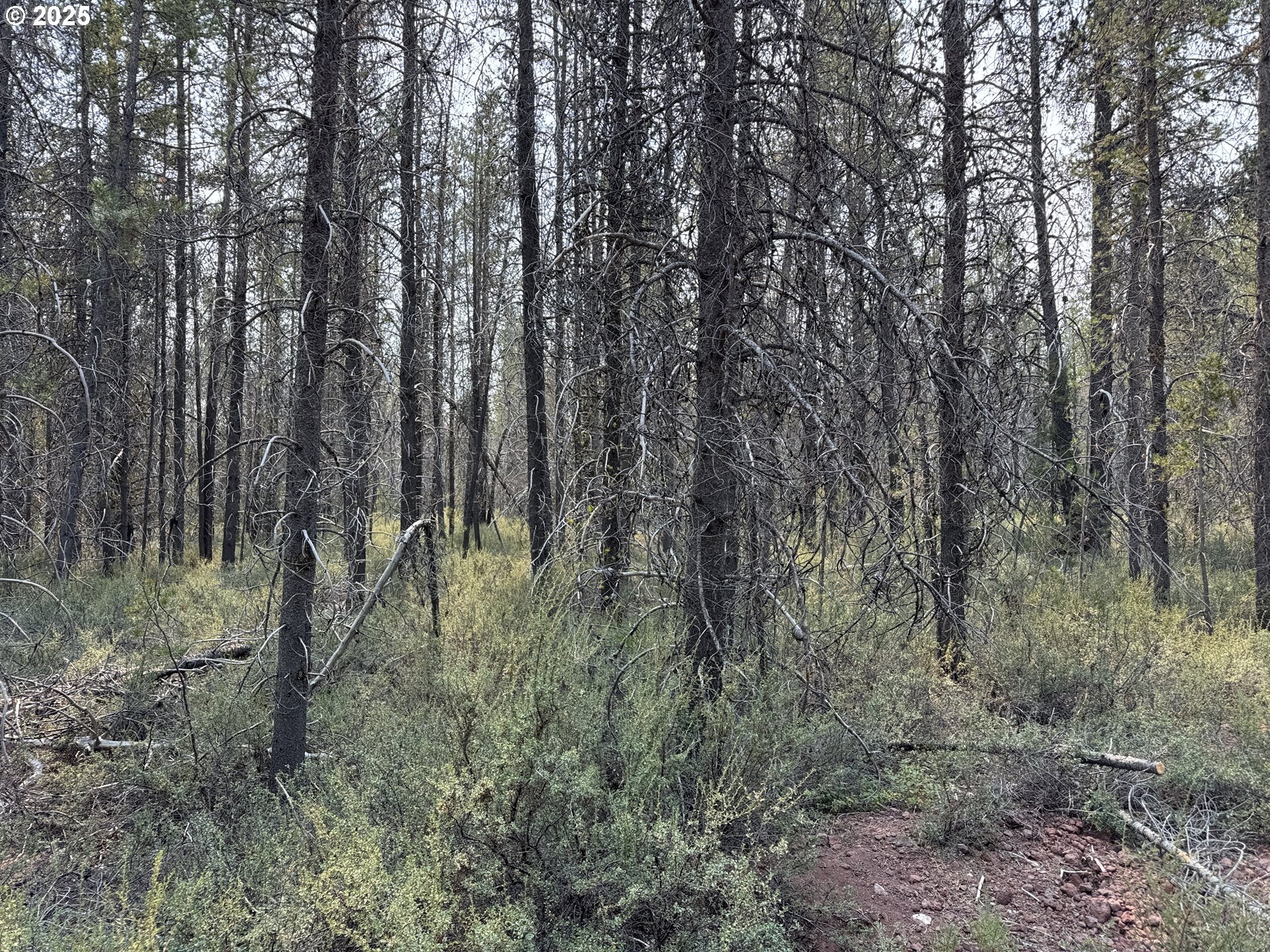 Cloudcap Drive, Unit 1 Chiloquin, OR 97624 - Photo 13 of 23 a view of forest