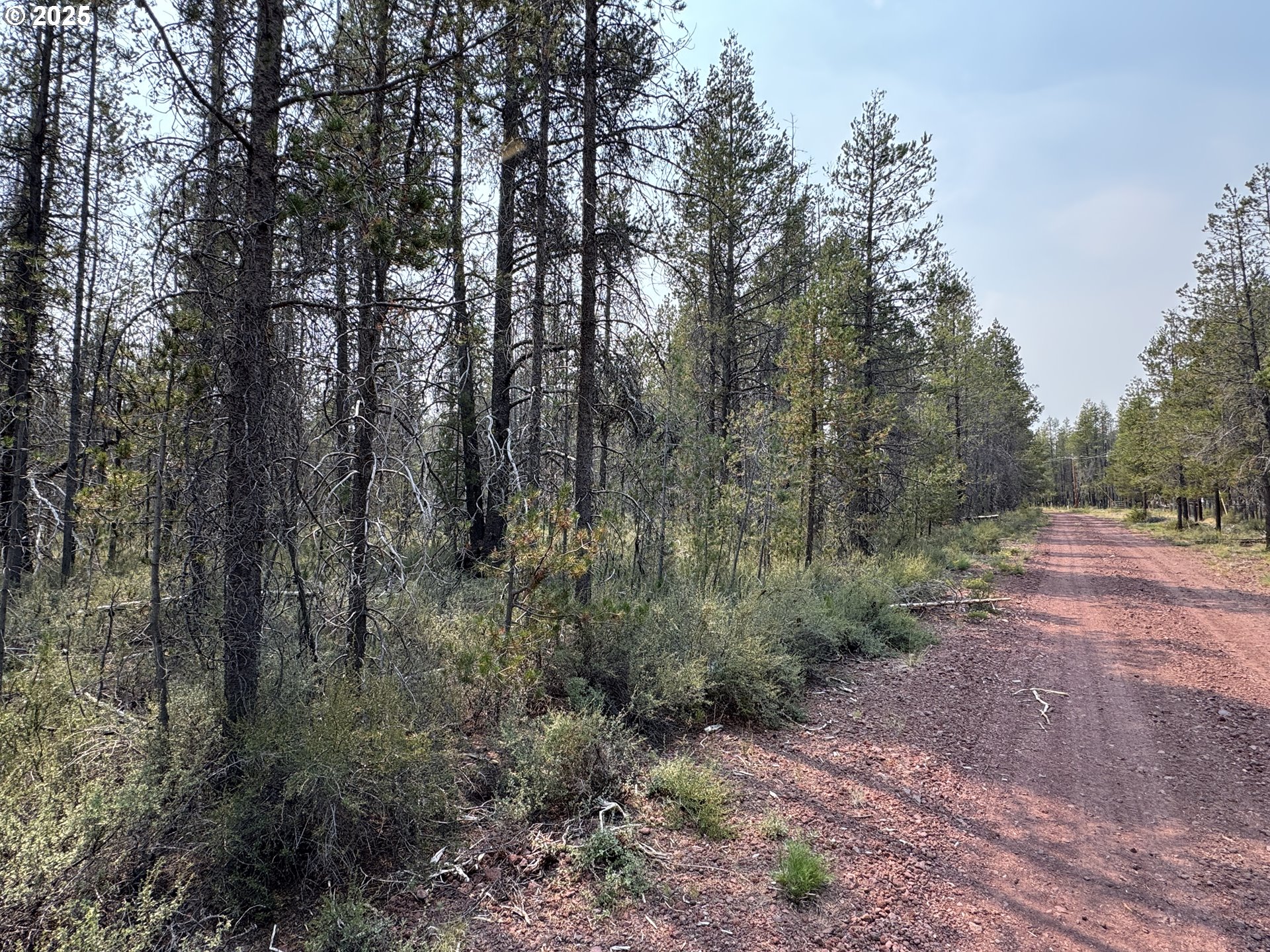 Cloudcap Drive, Unit 1 Chiloquin, OR 97624 - Photo 16 of 23 a view of a forest with trees