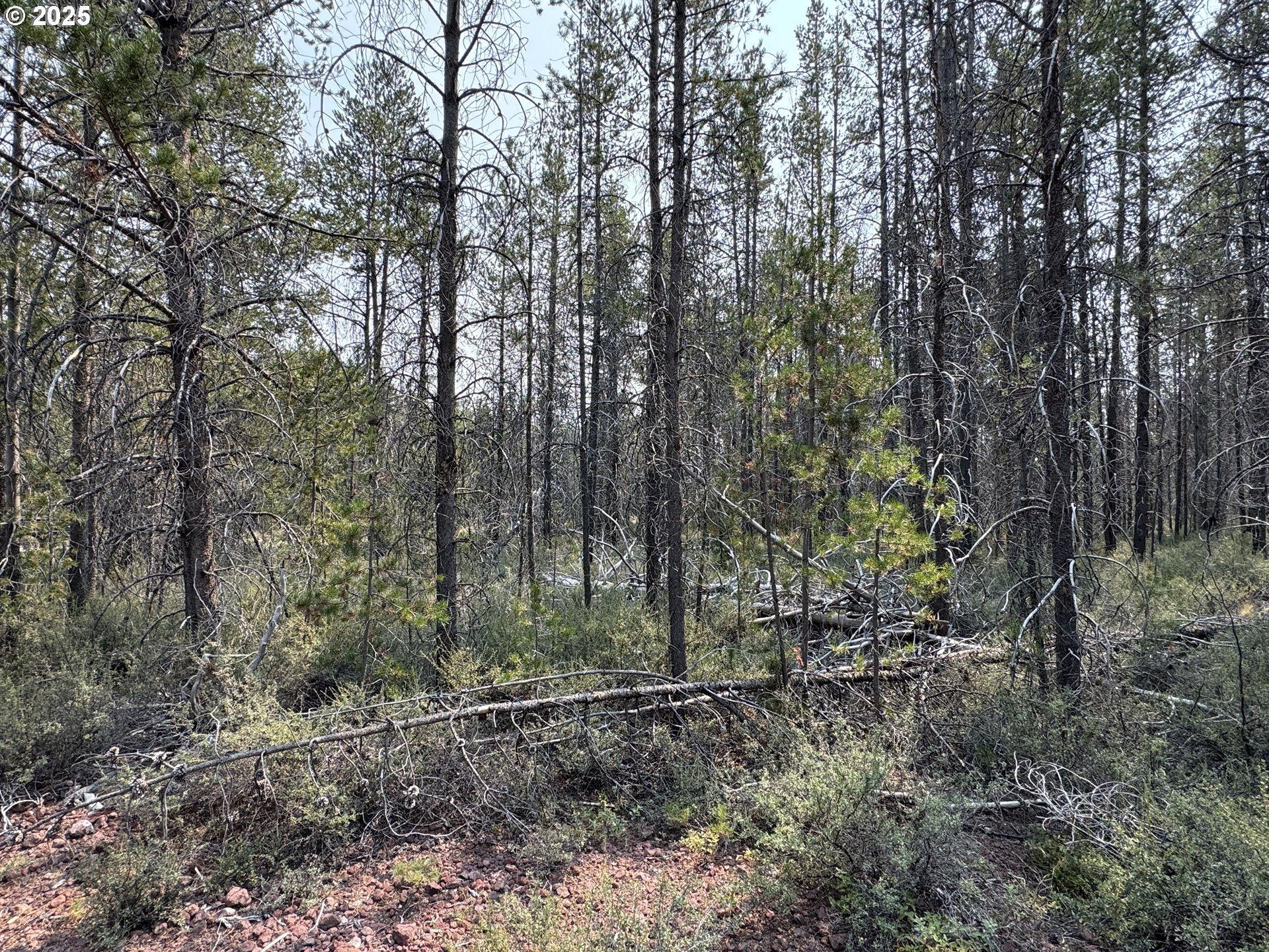 Cloudcap Drive, Unit 1 Chiloquin, OR 97624 - Photo 18 of 23 a view of a forest with trees in the background