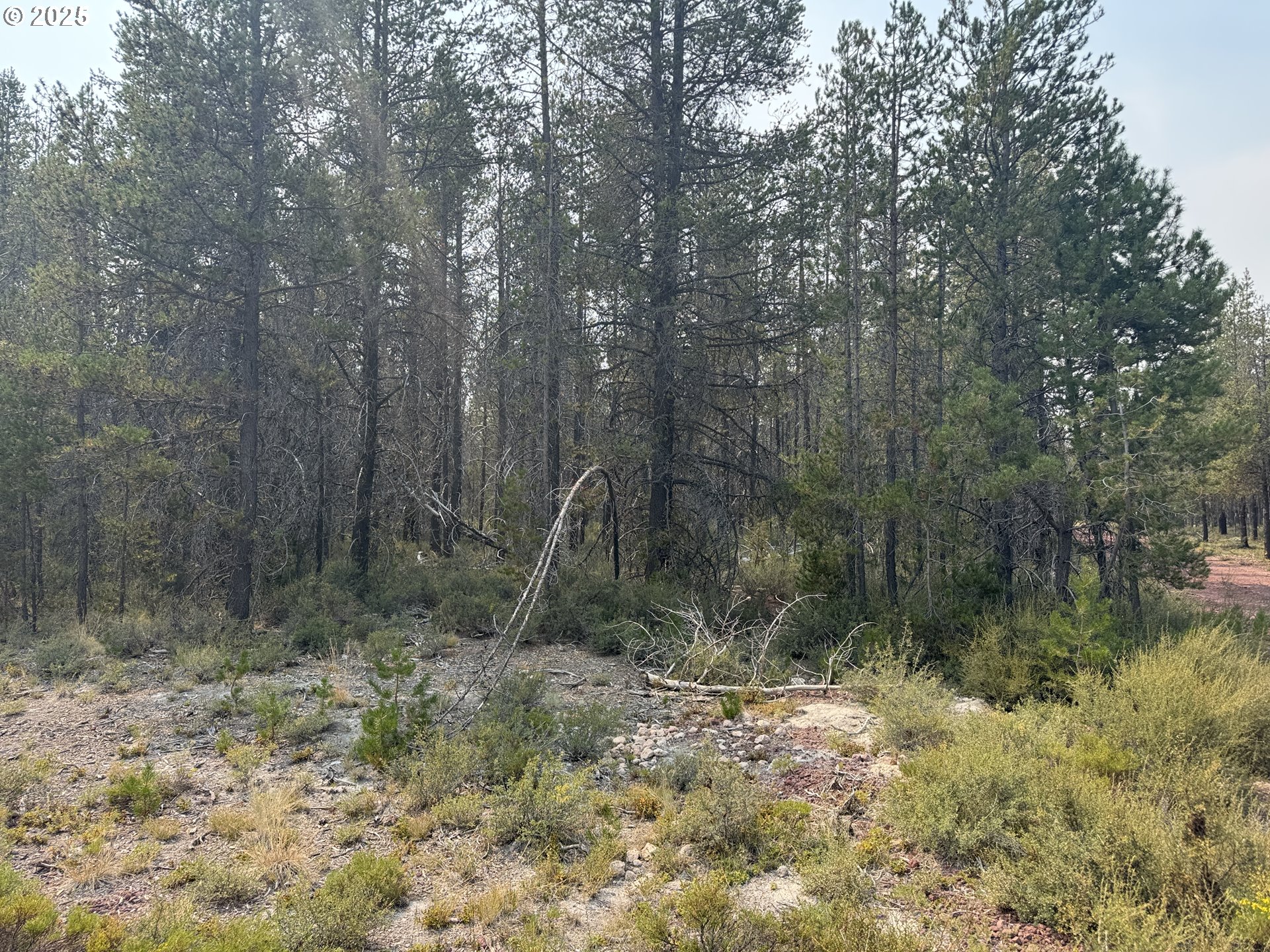 Cloudcap Drive, Unit 1 Chiloquin, OR 97624 - Photo 2 of 23 a view of a forest