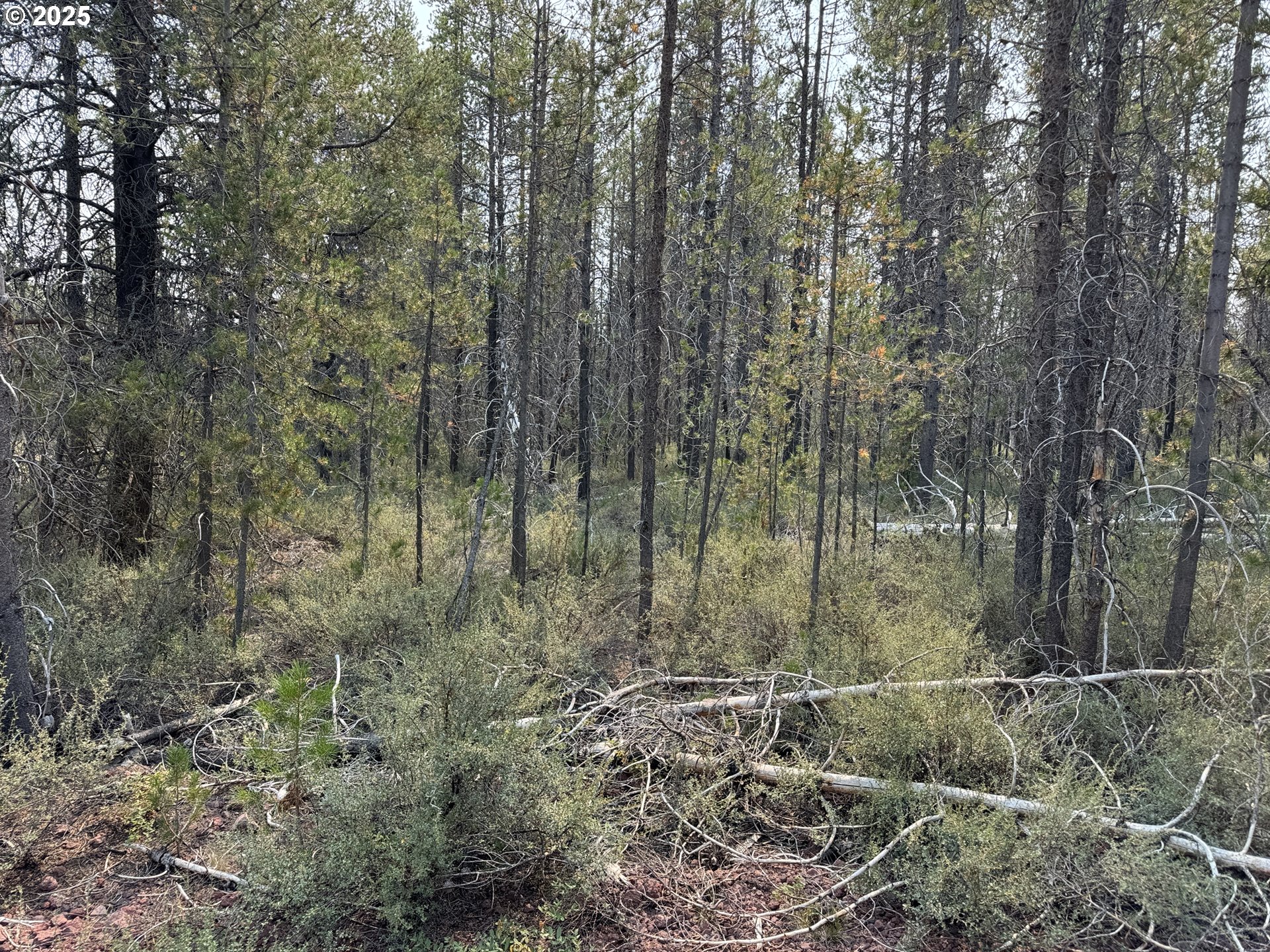 Cloudcap Drive, Unit 1 Chiloquin, OR 97624 - Photo 8 of 23 a view of a yard with large trees
