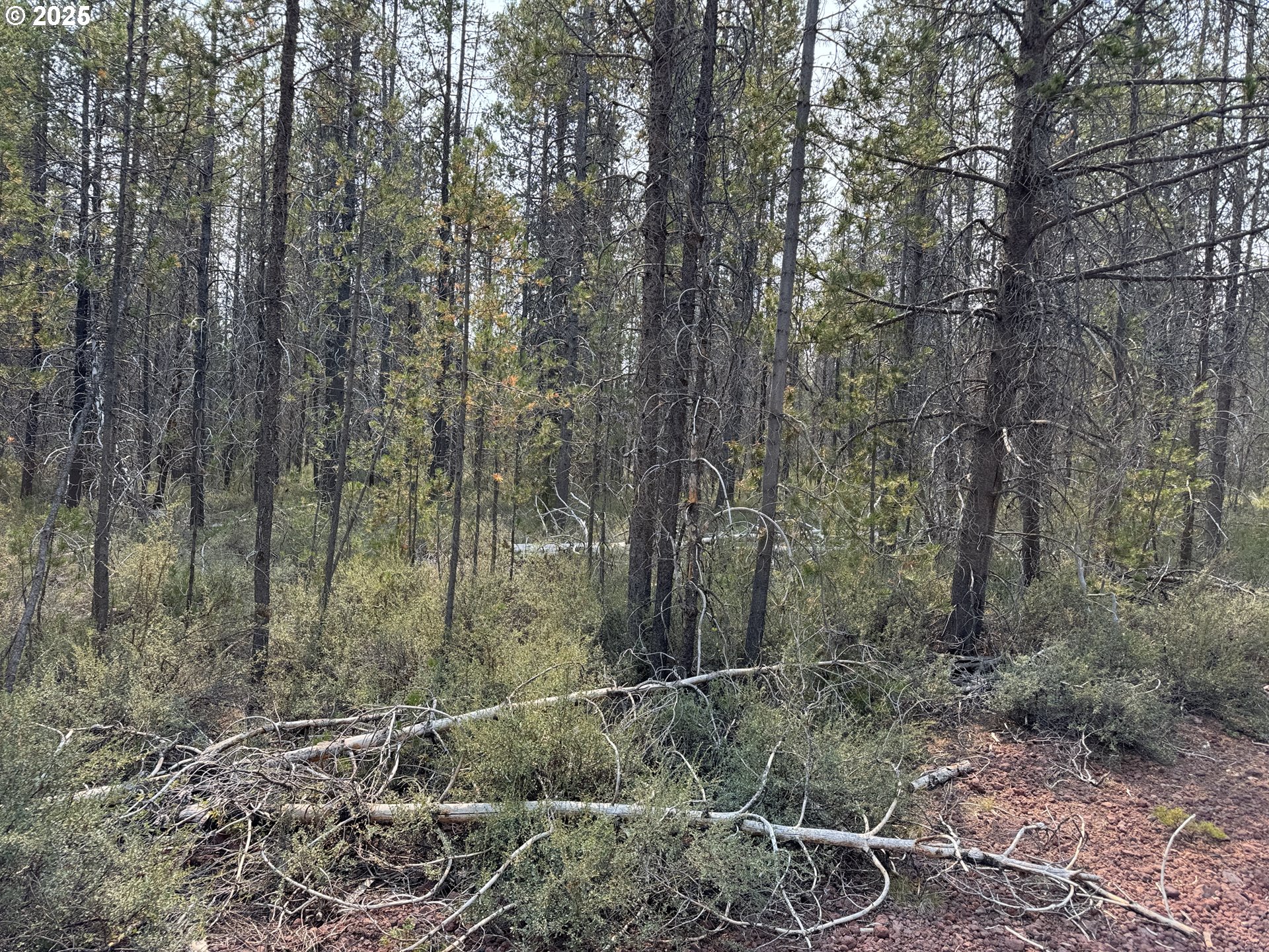 Cloudcap Drive, Unit 1 Chiloquin, OR 97624 - Photo 9 of 23 a view of a forest with trees in the background