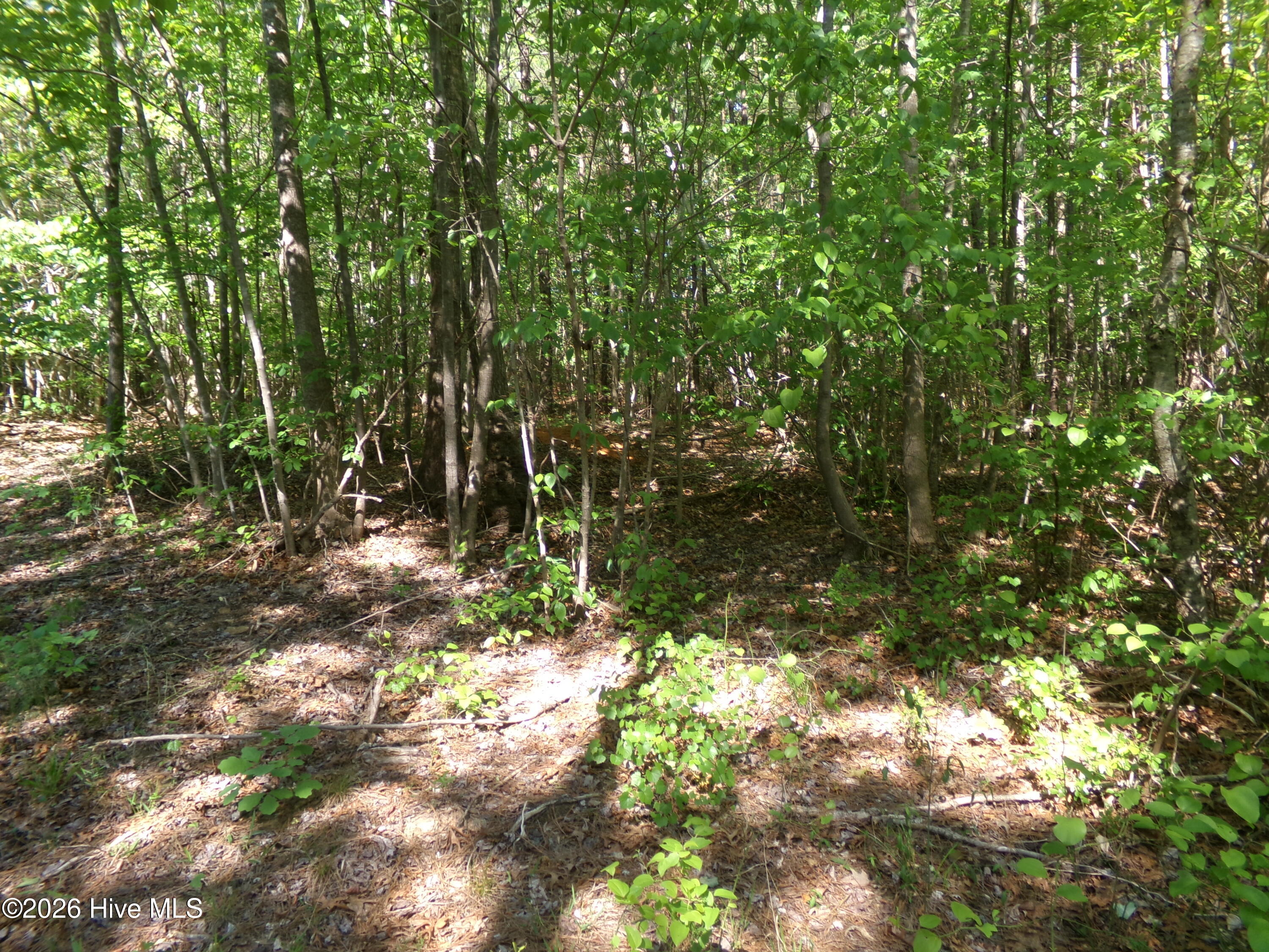 1688 Harrison Road Nashville, NC 27856 - Photo 4 of 5 So many sunny spots to build.