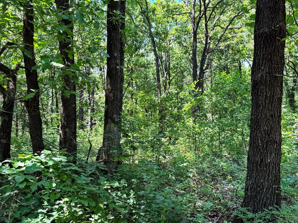 Tbd3 East 1550 Road Jerico Springs, MO 64756 - Photo 25 of 42