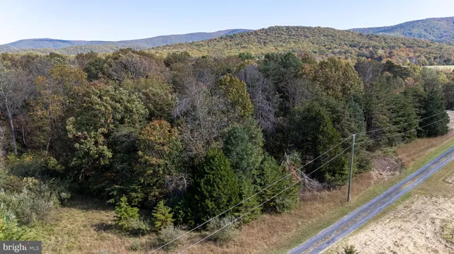 a view of a forest with a mountain