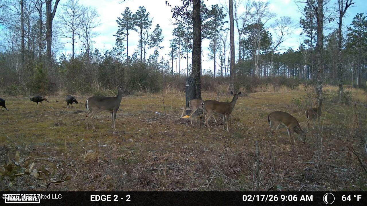286 Matthew Johnson Road Wiggins, MS 39577 - Photo 6 of 15 image5