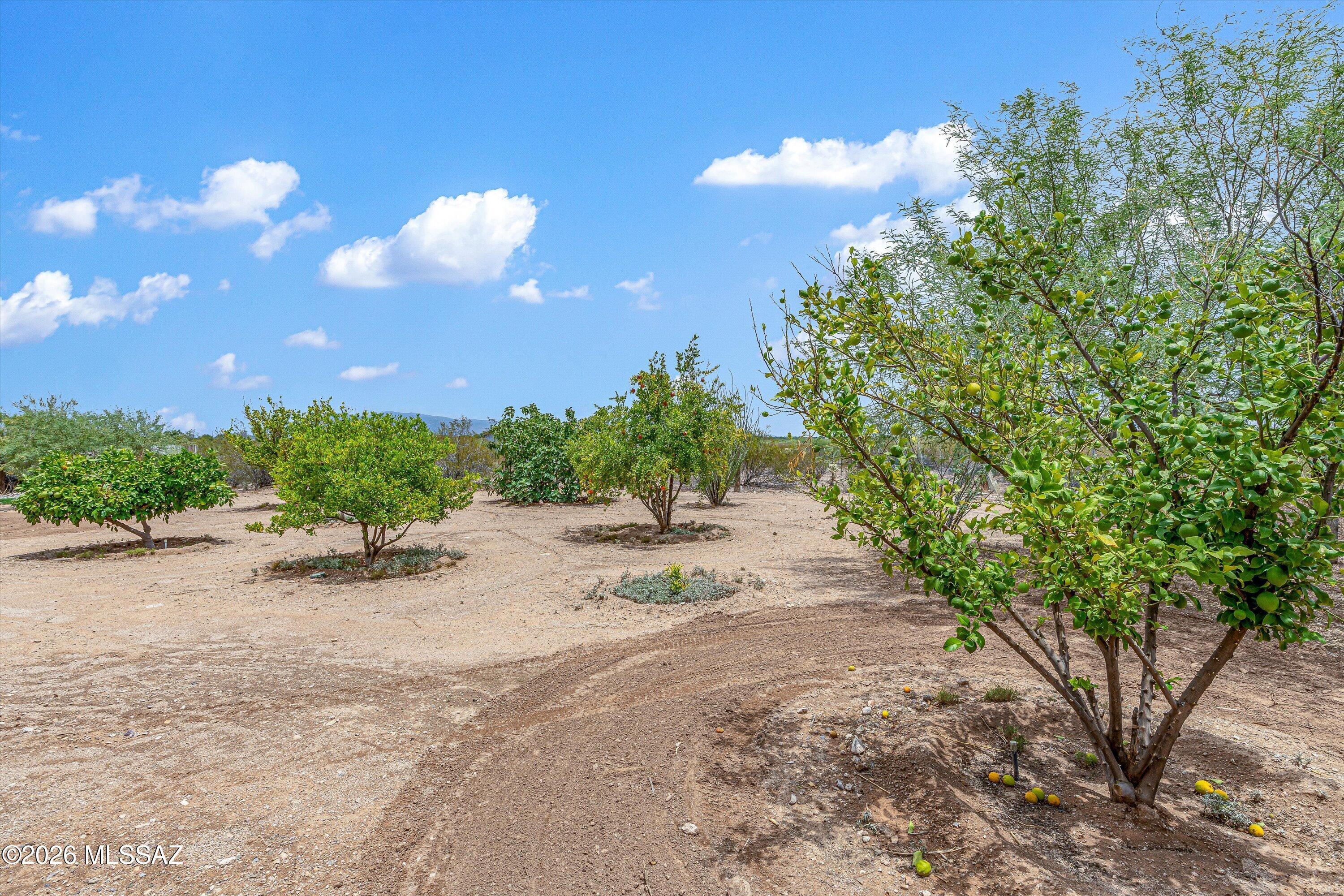 10935 South Swan Road Tucson, AZ 85756 - Photo 30 of 41 Orchard