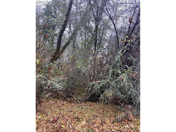 a view of a yard with plants and trees