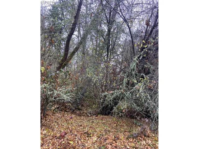 a view of a yard with plants and trees