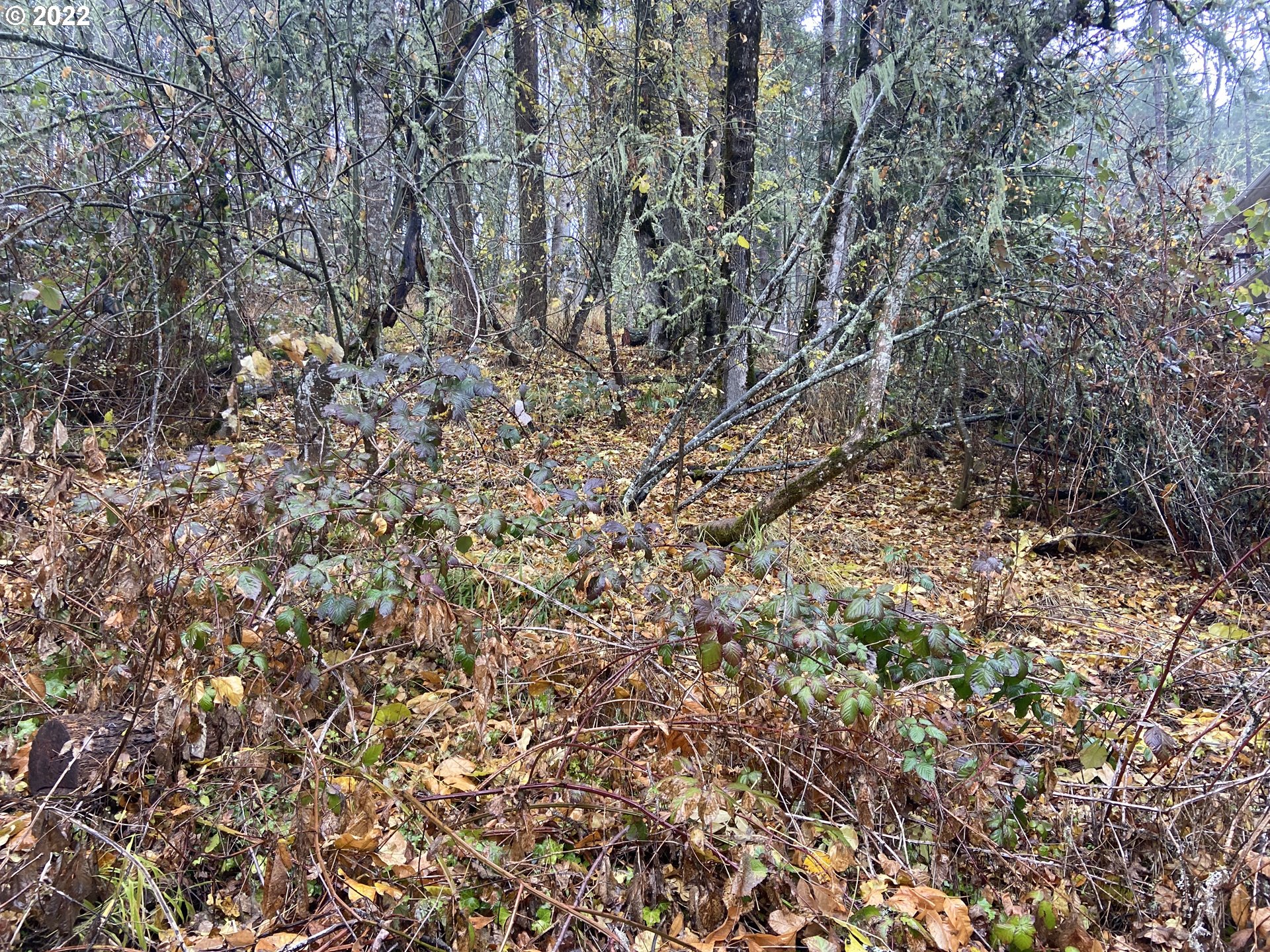 806 Sundance Street Eugene, OR 97405 - Photo 6 of 7 a view of a yard with a tree