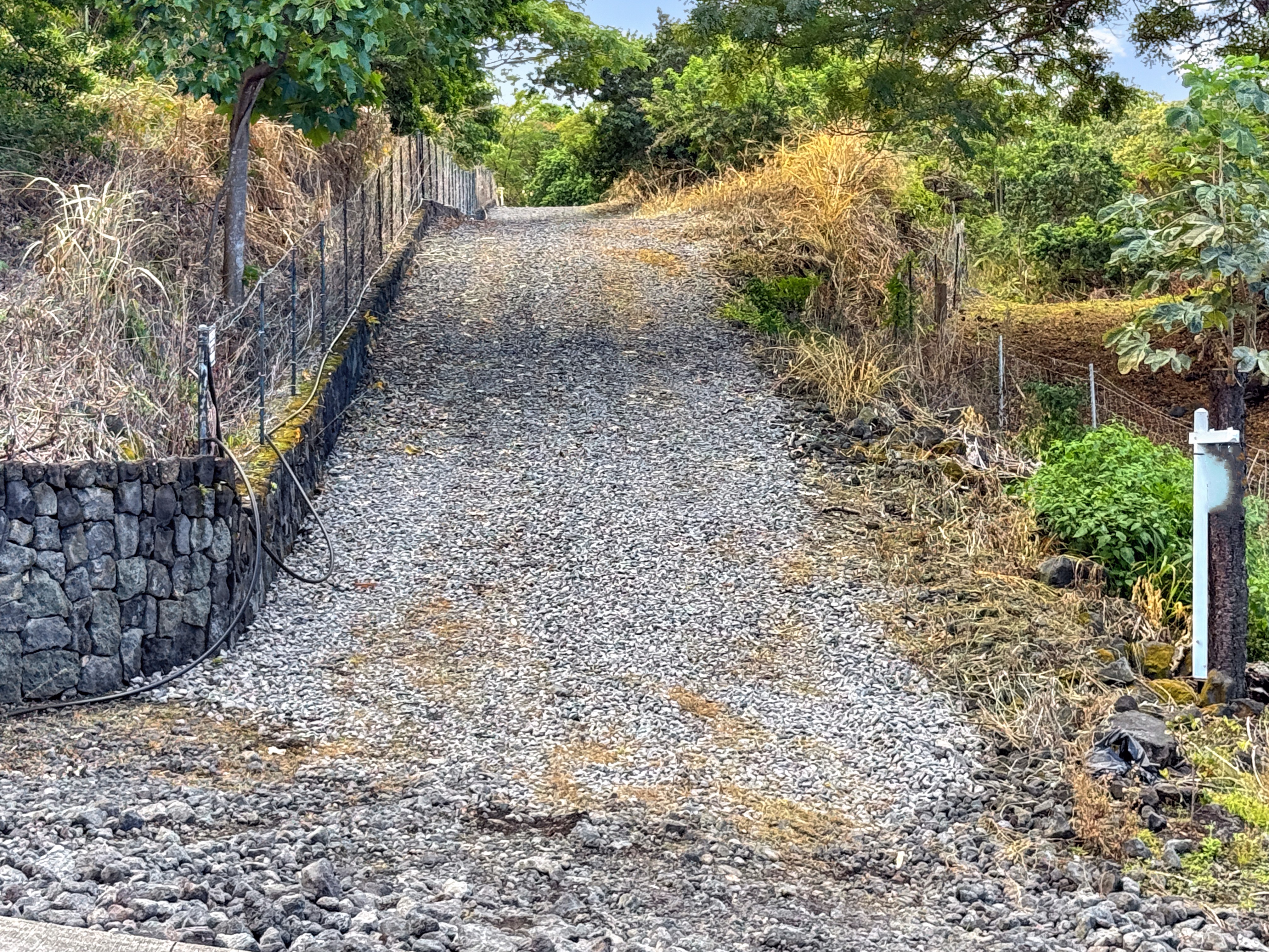 85-5195 Kiilae Road Captain Cook, HI 96704 - Photo 12 of 20 a view of a yard with plants and large trees