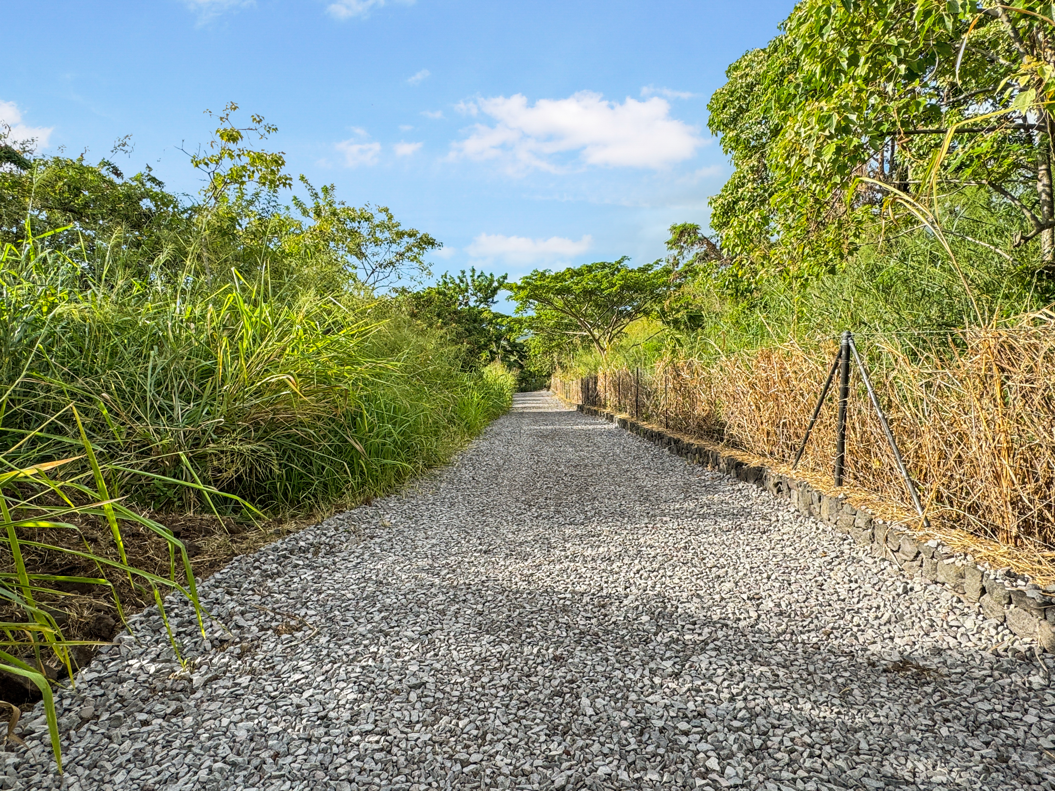 85-5195 Kiilae Road Captain Cook, HI 96704 - Photo 13 of 20 a view of a yard with plants and trees