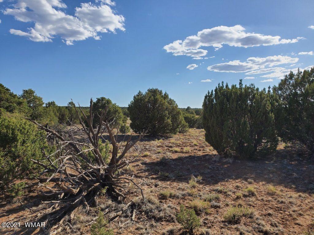 0 County Road Concho, AZ 85924 - Photo 11 of 25 a view of a dry yard