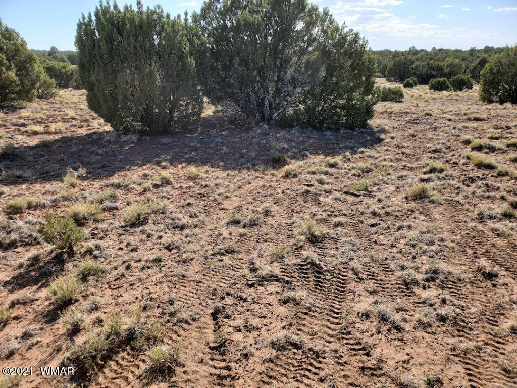 0 County Road Concho, AZ 85924 - Photo 12 of 25 a view of a yard with a tree