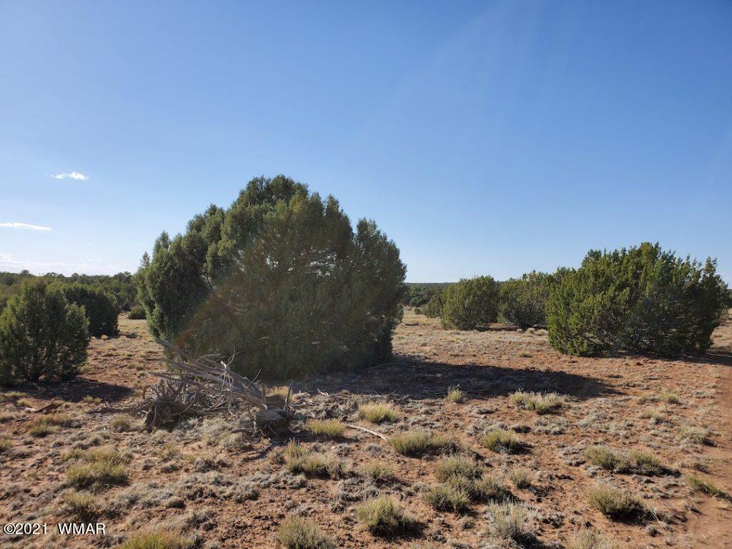 0 County Road Concho, AZ 85924 - Photo 15 of 25 a view of a dry yard