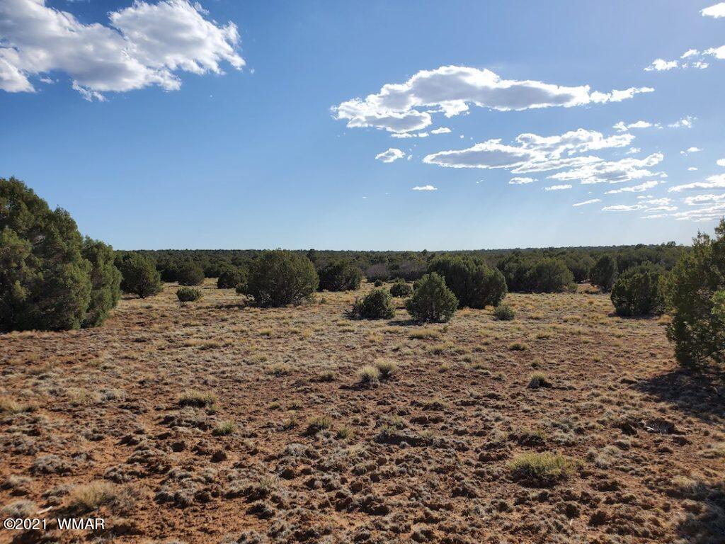 0 County Road Concho, AZ 85924 - Photo 17 of 25 a view of a dry yard with lots of trees