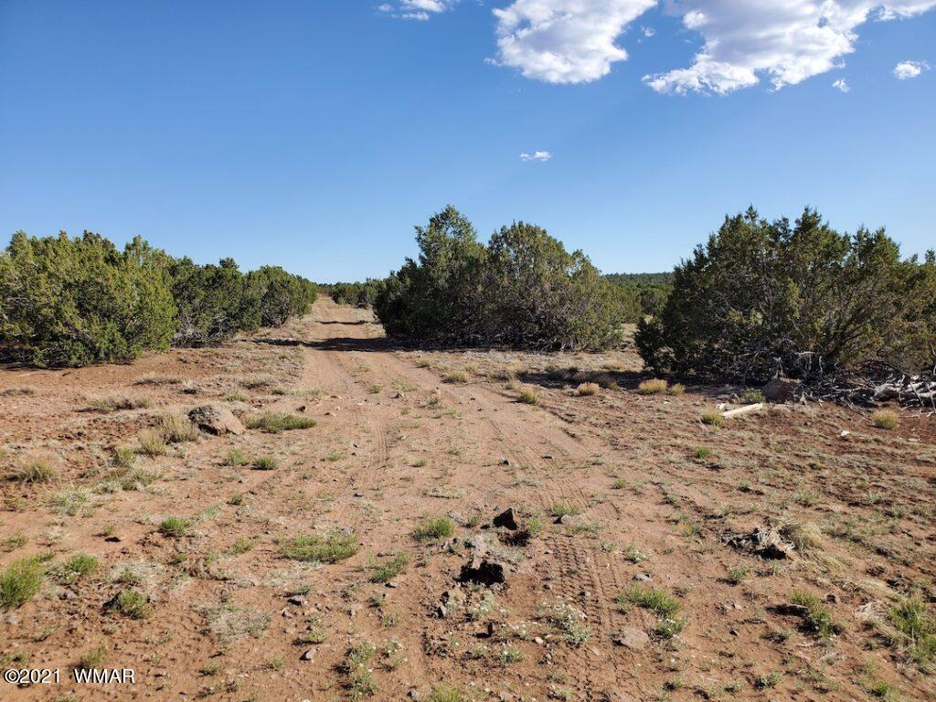 0 County Road Concho, AZ 85924 - Photo 6 of 25 a view of a dry yard with trees in the background