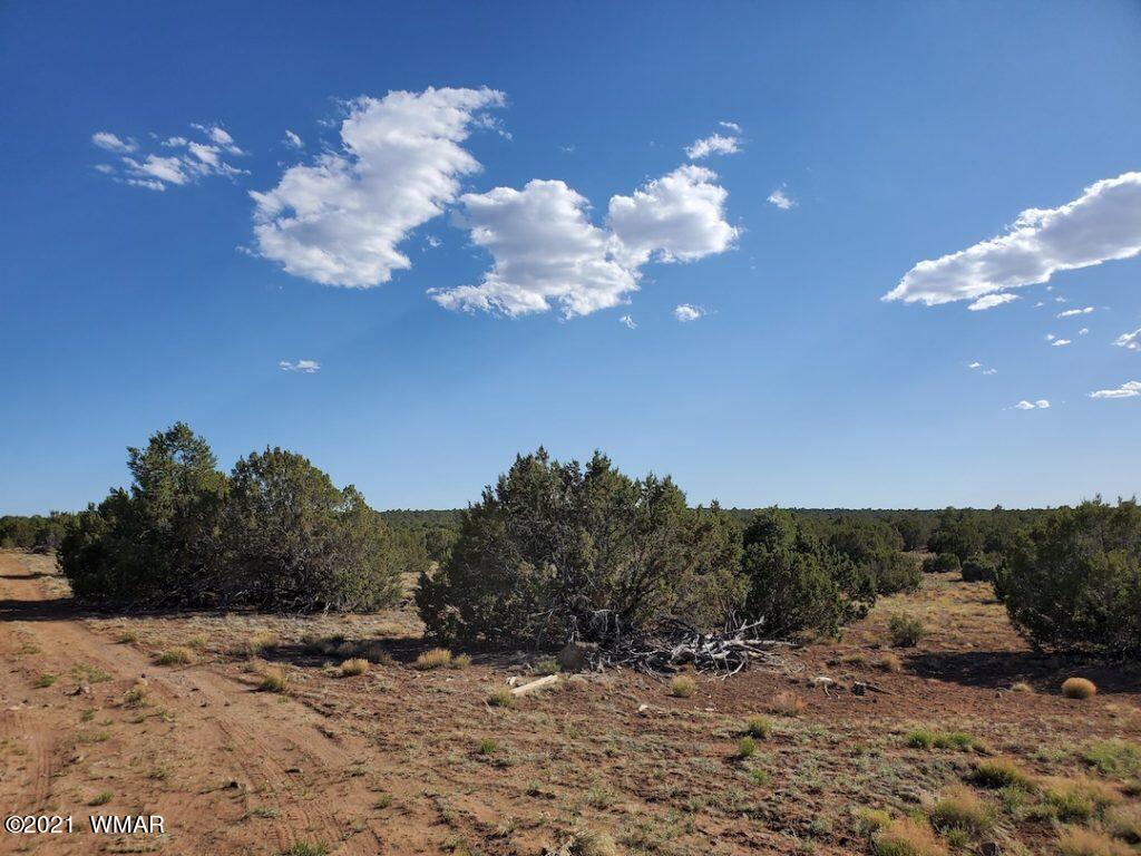 0 County Road Concho, AZ 85924 - Photo 7 of 25 a view of a sky from a yard