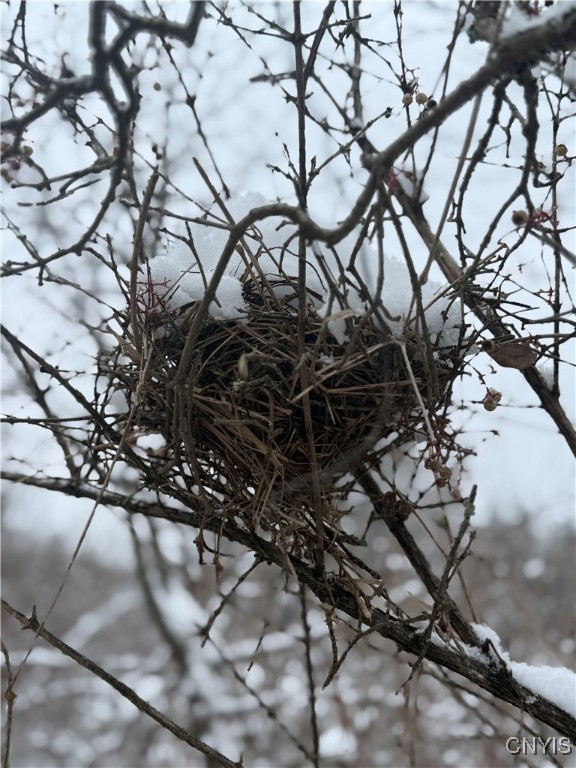 Eddy Road Theresa, NY 13691 - Photo 24 of 35